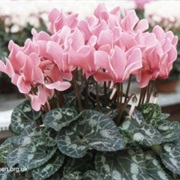 Cyclamen