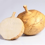 Jicama (Xicamatl)