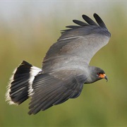 Snail Kite