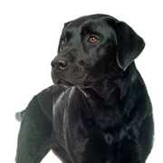 Black Lab