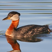 Red-Necked Grebe