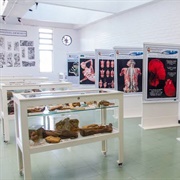 Museu De Anatomia Humana