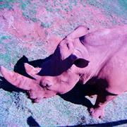 Rhinoceros