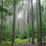 Stokes State Forest, New Jersey