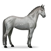 Knabstrupper - Dapple Gray