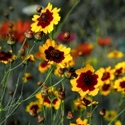 Garden Tickseed (Plains Coreopsis)