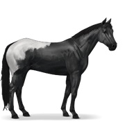 Appaloosa - Black Blanket