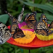 Mariposario Del Drago