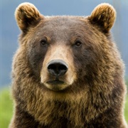 Come Face to Face With a Wild Grizzly Bear