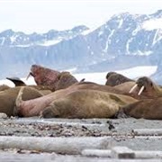 Prins Karls Foreland Svalbard