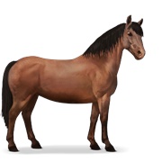 Chincoteague Pony - Cherry Bay