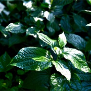 Cha-Phlu / Wild Betel (Piper Sarmentosum)