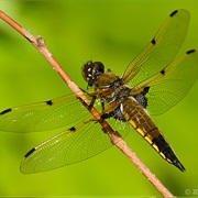 Four-Spotted Skimmer