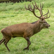 Western European Deer