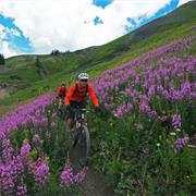 Ride Through Waist High Wildflowers on Trail 401