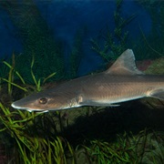 Brown Smoothhound (Aka: Mud Shark, Dogfish, Paloma, Sand Shark & Henle's Shark)