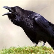 Raven
