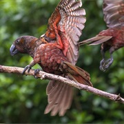 Pukaha Mount Bruce Wildlife Centre