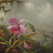 Orchids and Hummingbirds - Martin Johnson Head