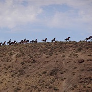 Grandfather Cuts Loose the Ponies Monument