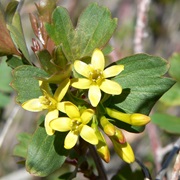 Golden Currant (Ribes Aureum)