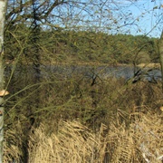 Frensham Little Pond (NT)