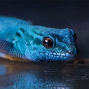 Turquoise Dwarf Gecko