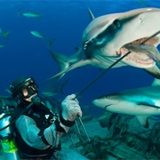 Shark Rodeo, Walker's Caye, Bahamas