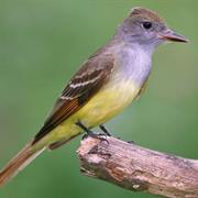 Great Crested Flycatcher