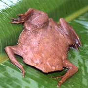 Suriname Toad