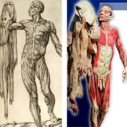 Skin Is the Largest Organ in the Human Body