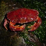 Rock Crab
