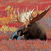 Moose in a Meadow