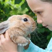 Petting Shelter Rabbits