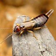 Earwigs Purposefully Climb Into Ear Canals