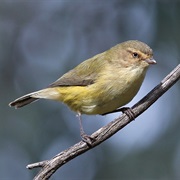 Weebill