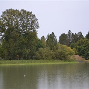 Fern Ridge Wildlife Area, Oregon