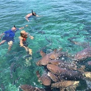 Snorkeling Shark Ray Alley
