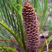 Precipice National Park (QLD)
