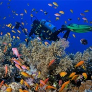 Diving in Ras Mohamed