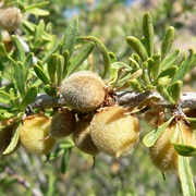 Wild Almond (Prunus Fasciculata)