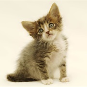 Kitten