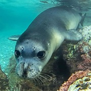Mediterranean Monk Seal