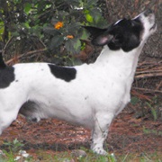 Teddy Roosevelt Terrier
