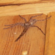 Wolf Spider