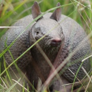 Southern Long-Nosed Armadillo