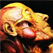 Show-Off Cadavers - The Anatomy of Self Display LYMPHATIC PHLEGM