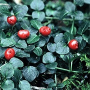 Partridgeberry
