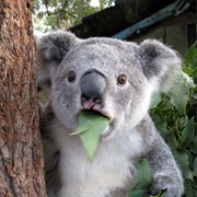 Surprised Koala