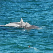 Dolphins, Monkey Mia